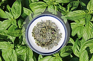 Fresh basil and dried basil