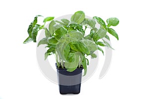 Fresh basil in the flower-pot