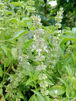fresh basil flowers, basil has a distinctive aroma for cooking