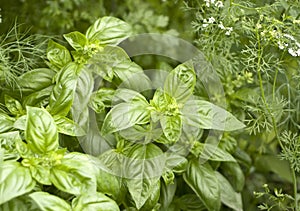 Fresh basil in the garden