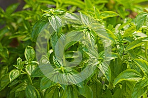 Fresh basil at the garden, leaves close up