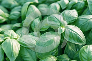 Fresh basil. Green basil. Green basil Food background. A lot of