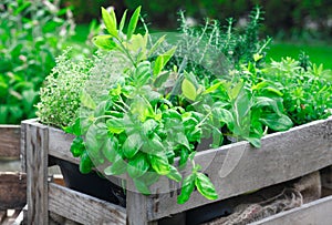 Fresh basil growing in crate