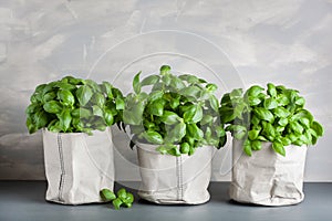 Fresh basil herb in paper pot