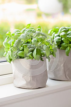Fresh basil herb in paper pot on window