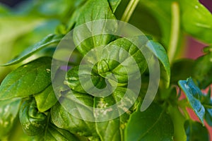 Fresh basil herb plants in a pot