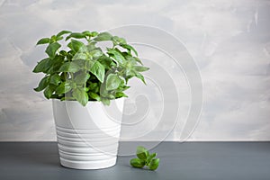Fresh basil herb in pot