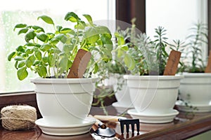 Fresh basil herb in pot photo