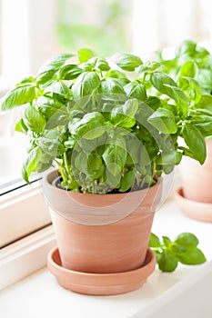 fresh basil herb in terracotta pot