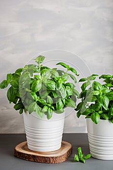 fresh basil herb in whhite pot