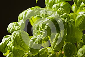 Fresh basil herbs closeup