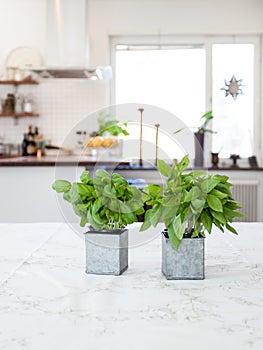 Fresh basil herbs on the kitchen table with fancy stylish kitchen in the background