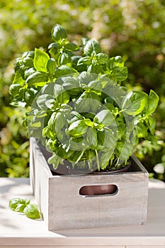 Fresh basil herbs in wooden container in garden