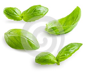 Fresh basil isolated on white background