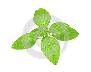 Fresh basil isolated on white clipping path