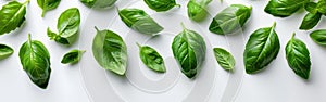 Fresh Basil Kitchen Banner - Food Photography with Herbs and Spices for Culinary Design on White Background