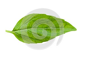 Fresh basil leaf isolated