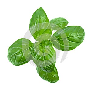 Fresh basil leaf isolated on white background with clipping path and full depth of field. Top view. Flat lay