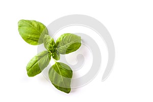 Fresh basil leaf isolated on white background. Top view.