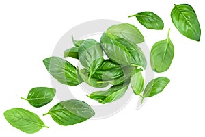 Fresh basil leaf isolated on white background. Top view. Flat lay