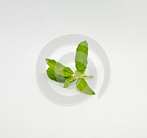 Fresh Basil leaf on the stalk was isolated on the white
