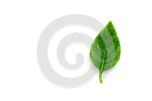 Fresh basil leaf on a white background, isolated. Copy space, top view, flat lay