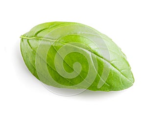 Fresh basil leaf on white background