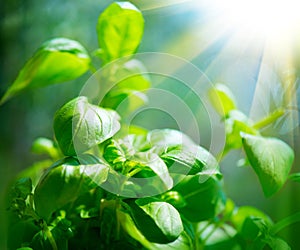 Fresh basil leaves. Basil growing in a garden