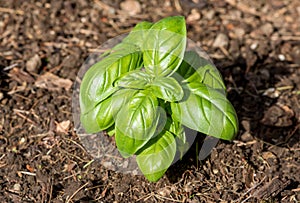 Fresh basil leaves. Basil plant with green leaves in the soil