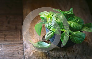 Fresh basil leaves in a bowl