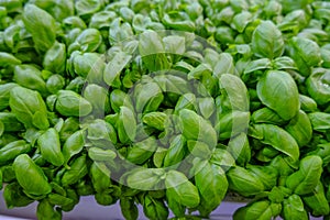 Fresh basil leaves. close up of a bunch of basil. Aromatic herbs. Cuisine. Healthy eating and lifestyle