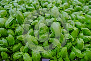 Fresh basil leaves. close up of a bunch of basil. Aromatic herbs. Cuisine. Healthy eating and lifestyle