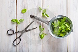 Fresh basil leaves in a drainer photo