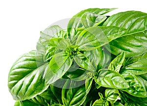 Fresh basil leaves. Green background