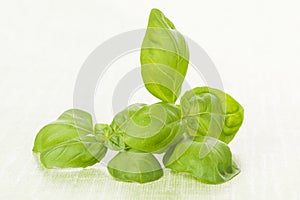 Fresh basil leaves on green background.