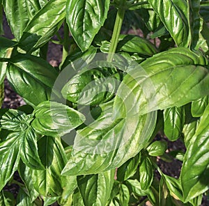 Fresh basil leaves growing in the garden