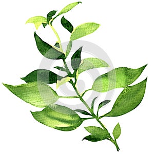 Fresh basil leaves isolated