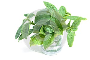Fresh basil leaves isolated