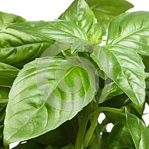 The fresh basil leaves isolated on white background