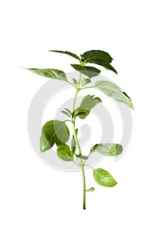 The fresh basil leaves isolated on white background