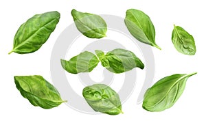 Fresh basil leaves, isolated on white background