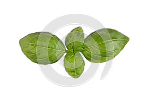 Fresh basil leaves isolated on white background, top view, flat lay
