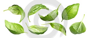 Fresh basil leaves isolated on white, set