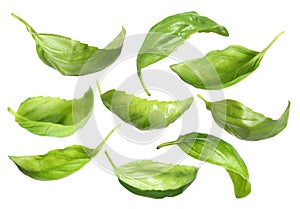 Fresh basil leaves isolated on white, set
