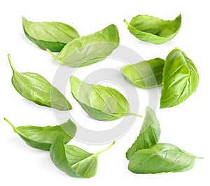 Fresh basil leaves isolated on white, set