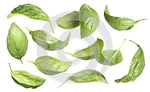 Fresh basil leaves isolated on white, set