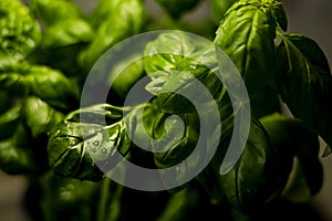 Fresh basil leaves with water drops