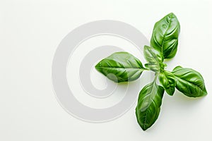 Fresh Basil Leaves on White Background