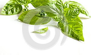 Fresh Basil leaves white wooden background.