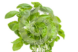 Fresh basil plant